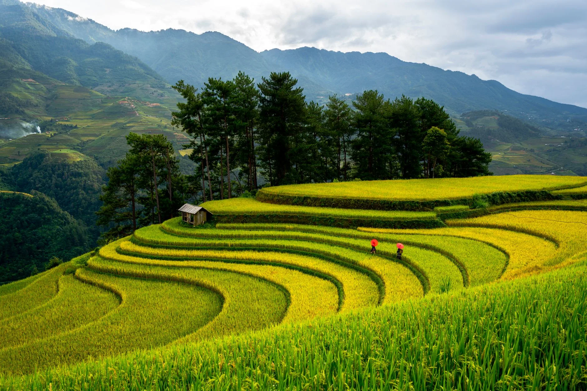 Rizières en terrasses dans une vallée de montagne au Vietnam