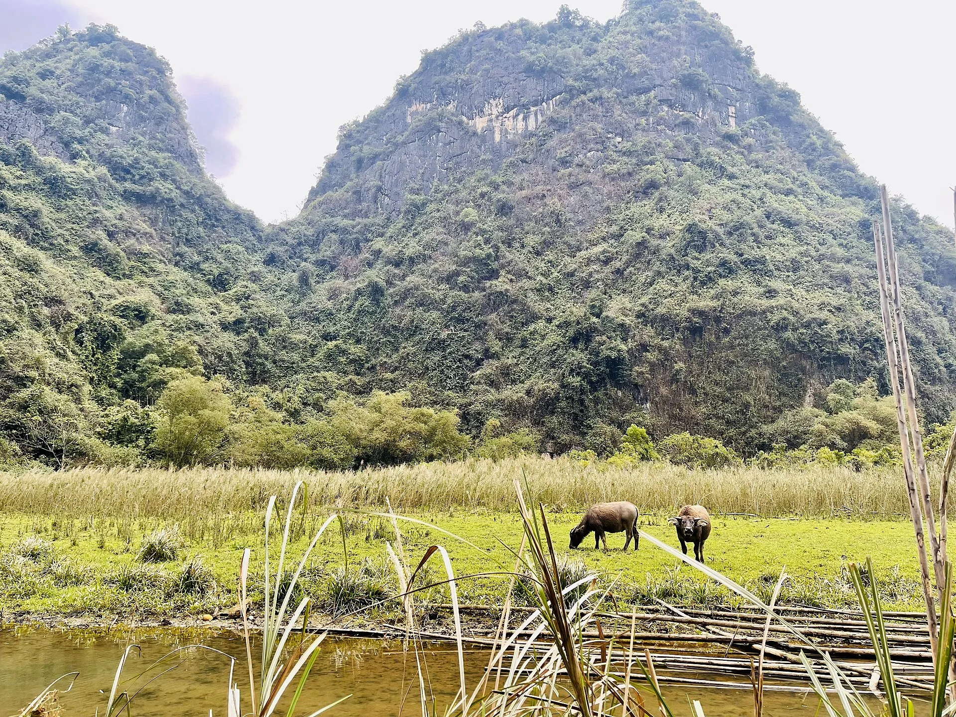 Vallée de Ninh Binh au Vietnam avec un buffle et des pitons calcaires