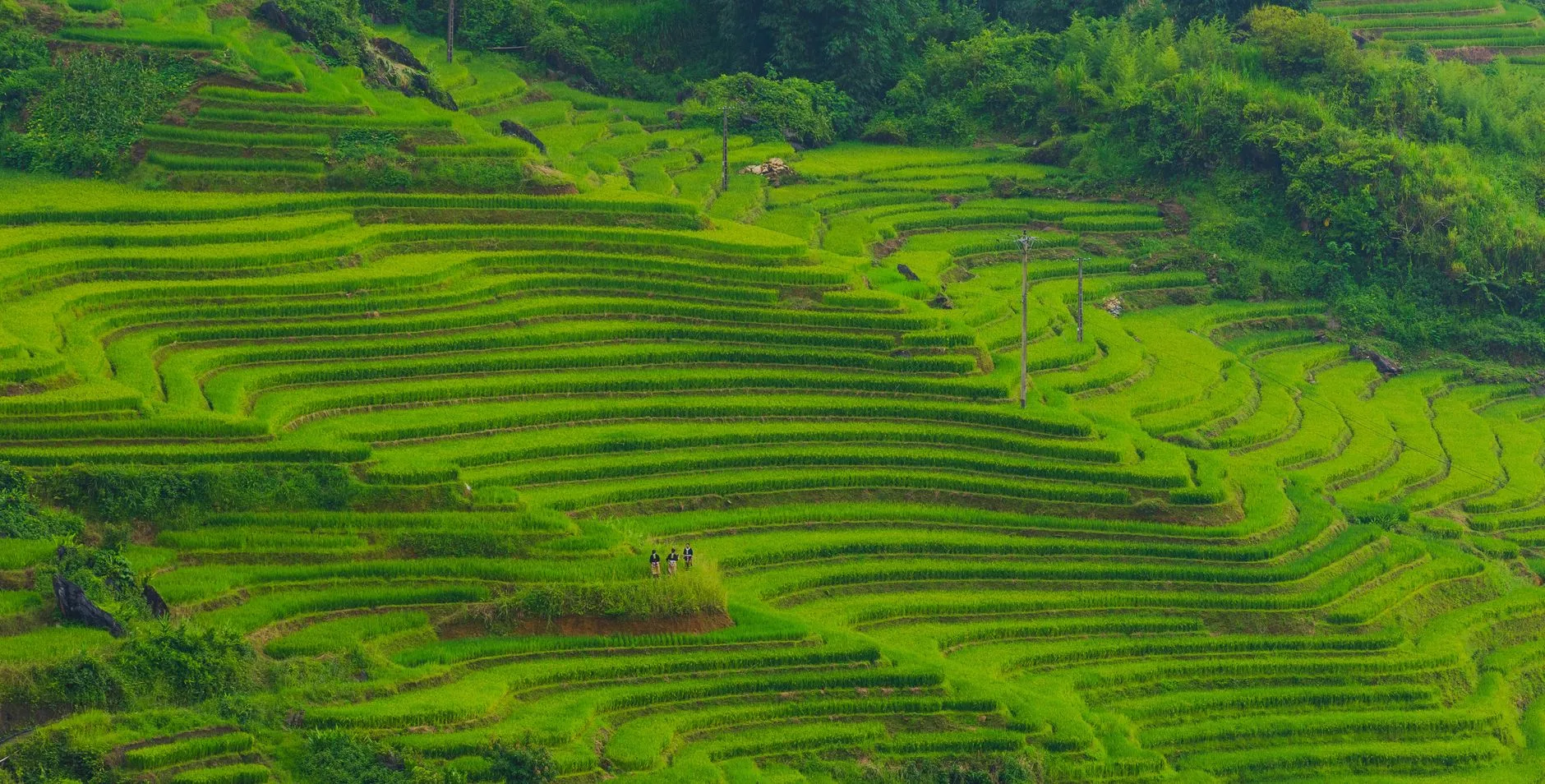 Rizières en terrasses d'un vert intense au Vietnam